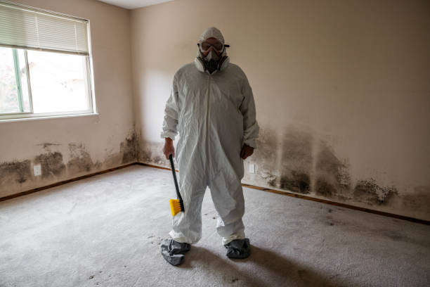 Best Water Damage & Mold Remediation  in Ledbetter, KY